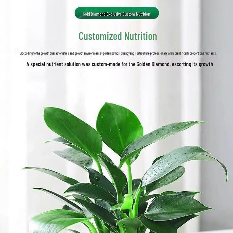 Gold Diamond Indoor Flower Fertilizer: Nutrient Solution for Green, Red Diamond & Big Leaf Green Princess Plants