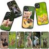 Hülle für Apple iPhone 16 15 14 Plus 13 12 Mini 17 Pro Max + ProMax 16E Air Handyhülle Kaninchen Wildschwein Schwein