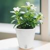 Self Watering Plant Pots Small White Planter with Reservoir Translucent Inner Pot Cotton Wick Planters for Violet Cuttings Seedlings Propagation