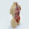 Human Organ Anatomy Model - DIY Torso Kit for Children's Science Learning