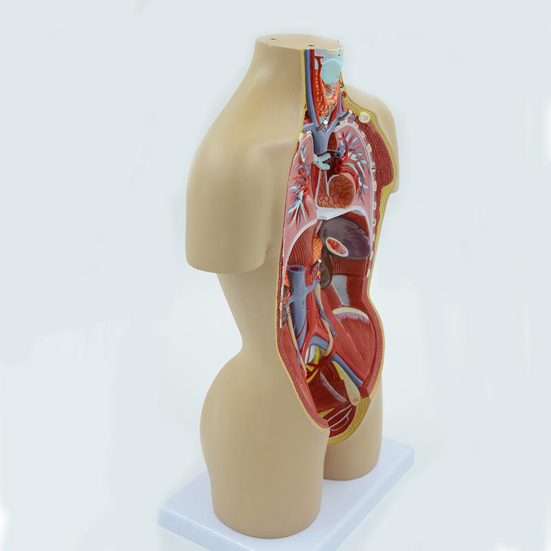 Human Organ Anatomy Model - DIY Torso Kit for Children's Science Learning