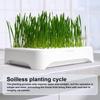 Anti-Pull Out Cat Grass Planter Self-planted Tray Wheat Seedling Pot Growth Planter  Indoor Growing