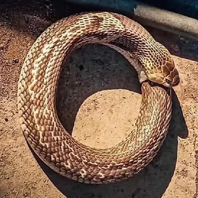 Thai Amulet Snake Eat Tail Necklace Pendant Zodiac Retro Vintage Protect Charm Talisman Powerful Wealth Success Health Luck Jewelry Buddhism