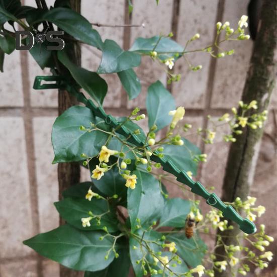 100 Pcs Reusable Plant Ties Adjustable Plant Twist Ties Self-locking Cable Ties for Indoor Outdoor Climbing Plants Cables Organization