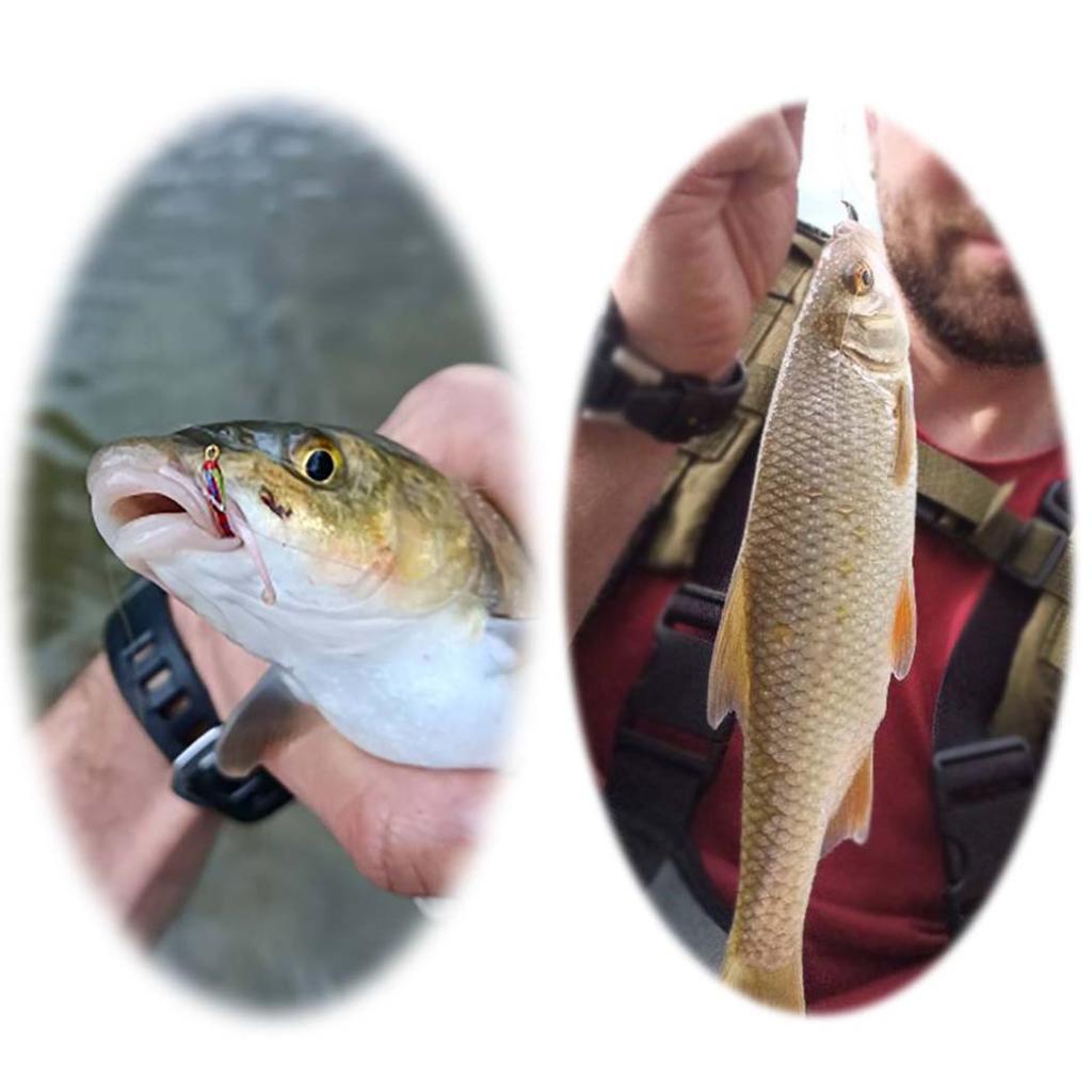 Fly Fishing Flies Bait 6/10Pcs/Set Dry Flies Brass Head Midges Bait&Caddis Midges Bait, for Trout Salmon Pike Fishing Fly Artificial Insect Lures