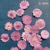 0pcs Pressed Natural Dried Flowers Real Leaves For crafts Material