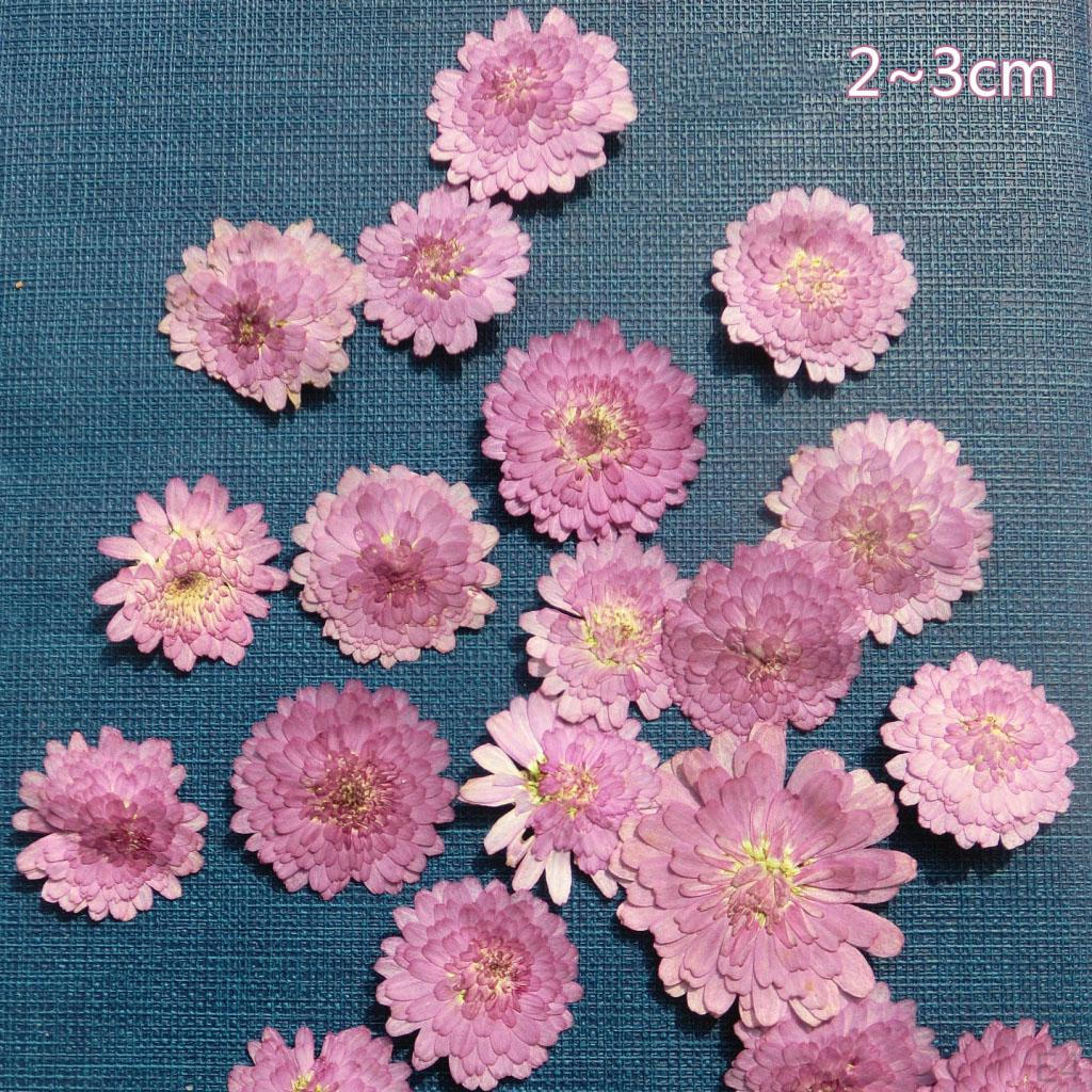 0pcs Pressed Natural Dried Flowers Real Leaves For crafts Material