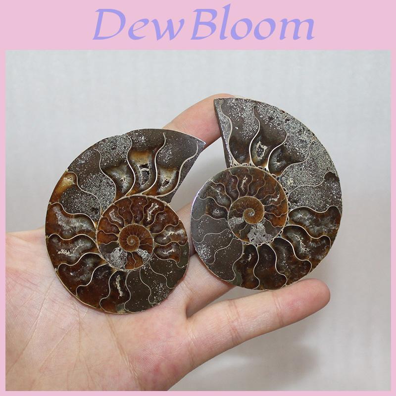 Stunning Natural Ammonite Fossil Conch Pair With Unique Lines For Spiritual Growth