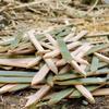 Moso Bamboo Pile for Construction and Garden Fencing