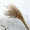 Natural Dried Grass, Flower Arrangements Room Decor Flower Bunch for Festival Living Room Table Decoration Centerpiece