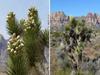 SAFLAX Joshua Tree - 10 Seeds - Yucca Brevifolia
