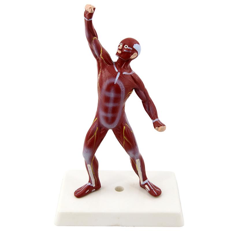 85cm Full-Body Human Muscle Morphology Model for Biomedical Teaching