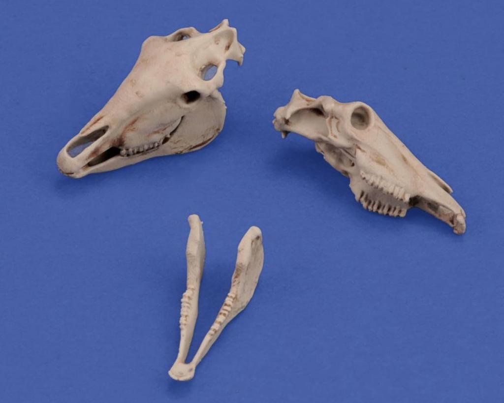 Royal Model 1/35 Diorama Accessory Horse Skull Resin Kit RM1050