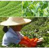 Fragrant and rich, Tieguanyin Lush orchid aroma, premium-grade tea leaves