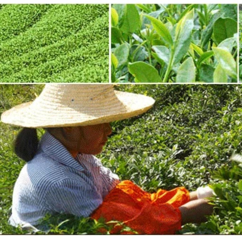Fragrant and rich, Tieguanyin Lush orchid aroma, premium-grade tea leaves