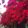 New home flower arrangement artificial bougainvillea filigree fake flower wedding decoration DIY party arch decoration