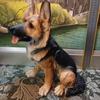 German Shepherd puppy figure