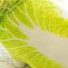1 Pcs Creative Cabbage Dog Plush Toy Cute Plush Animal Toy