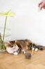 Natural Woolen Cat Toy: Ball String / Beige