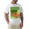 Old Monarch Butterfly Tshirt Large Size Basic Casual Tshirt
