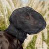 Adjustable Dog Protective Mask Mesh Pet Facial Protection Mask Pet Protective Veil Adventure