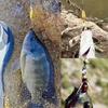 Bionic Fly Fishing Bait Hook with Exquisite and Realistic Appearance Design Suitable for All Kinds of Waters