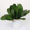 FagusHome 8 PCS Artificial Phalaenopsis Orchids Leaves 11 inches Green Faux Orchids Leaf (8 Pcs)