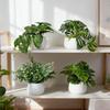 Top Quality Simulated Green Potted Plants, Suitable for Daily Home Decoration. They Can Be Placed on Windowsills and Desktops