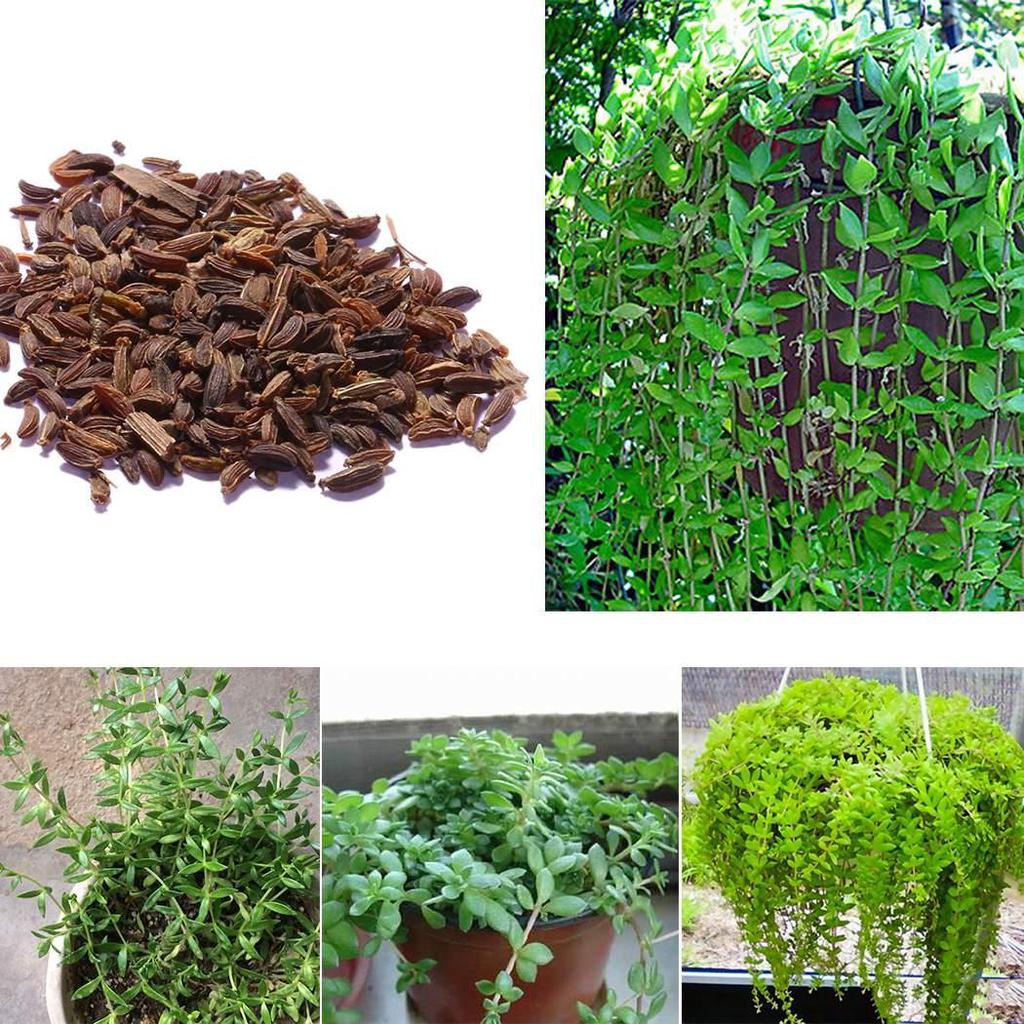 Dichondra Repens Decorative Hanging Grass Plants Seeds Home Garden gnstig  kaufen  Preis, kostenloser Versand, echte Bewertungen mit Fotos  Joom