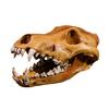 Detailed Wolf Skull Replicas Resins Craft Animal Head Skeleton Model for Halloweens Decors Animal Anatomy Enthusiasts