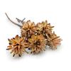 Dried Plumosum - (Leucospermum Plumosum) - Cream - 5 Pieces