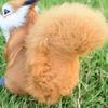 Window Placement Animal Figurine Realistic Textured Piece for Shelf Styling, Scene Layouts, and Display Corners