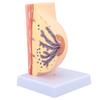 Human Female Anatomical Chest Model PVC Quiescent Chest Anatomy Model for Display Medicine Teaching