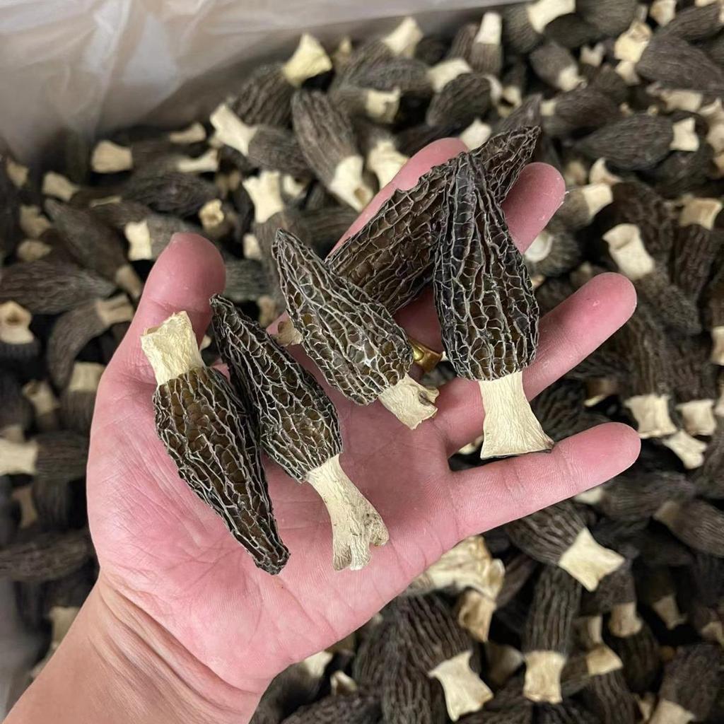 First Flush Dried Morel Mushrooms (5-8cm), Yunnan Origin - New Stock, Douyin Style.