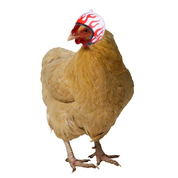 Funny Chicken Helmet Small Bird Duck Quail Hard Hat Headgear Prevent The Chicken From Smash Protect For Hens Head Pet Supplies