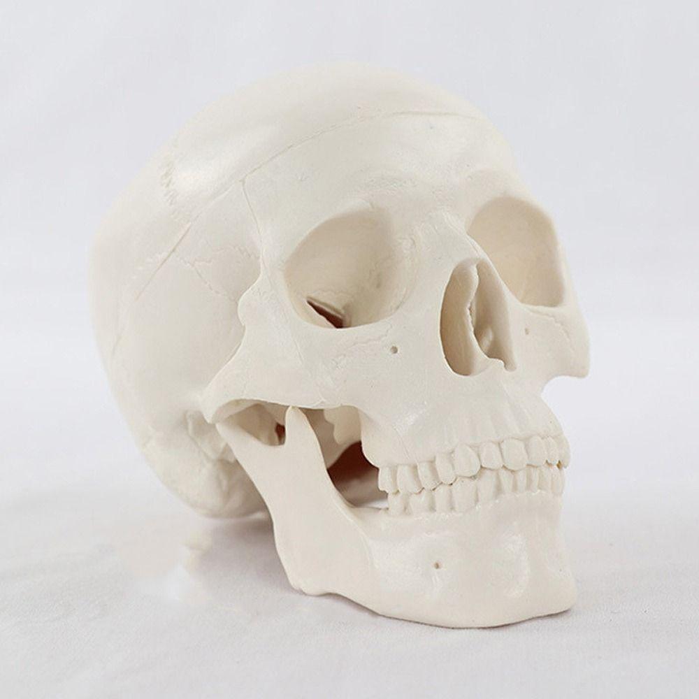 Schädelkappe Modell Kopf Menschlich Praktisch Anatomischer Kopf Schädel Kunstschädel Modell Ärzte Student