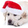 Dog Christmas Hat Santa Costume Plush Cap for Small Dogs Puppy Party Festival Photo Props Pet Clothing Christmas Accessories