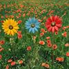 Jardinagem e paisagismo – Decoração de jardim