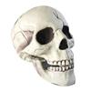 Creepy Plastic Open Mouth Skeleton Haunted House Decor Halloween Prop