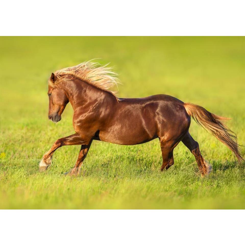 5D DIY Diamond Painting Animal Cross Stitch Kit Full Diamond Embroidery Horse Rhinestone Picture Mosaic Home Decoration Gift