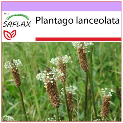 Piantaggine inglese - 100 semi - Plantago lanceolata