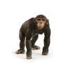 Schleich Wildlife Χιμπατζής 14883
