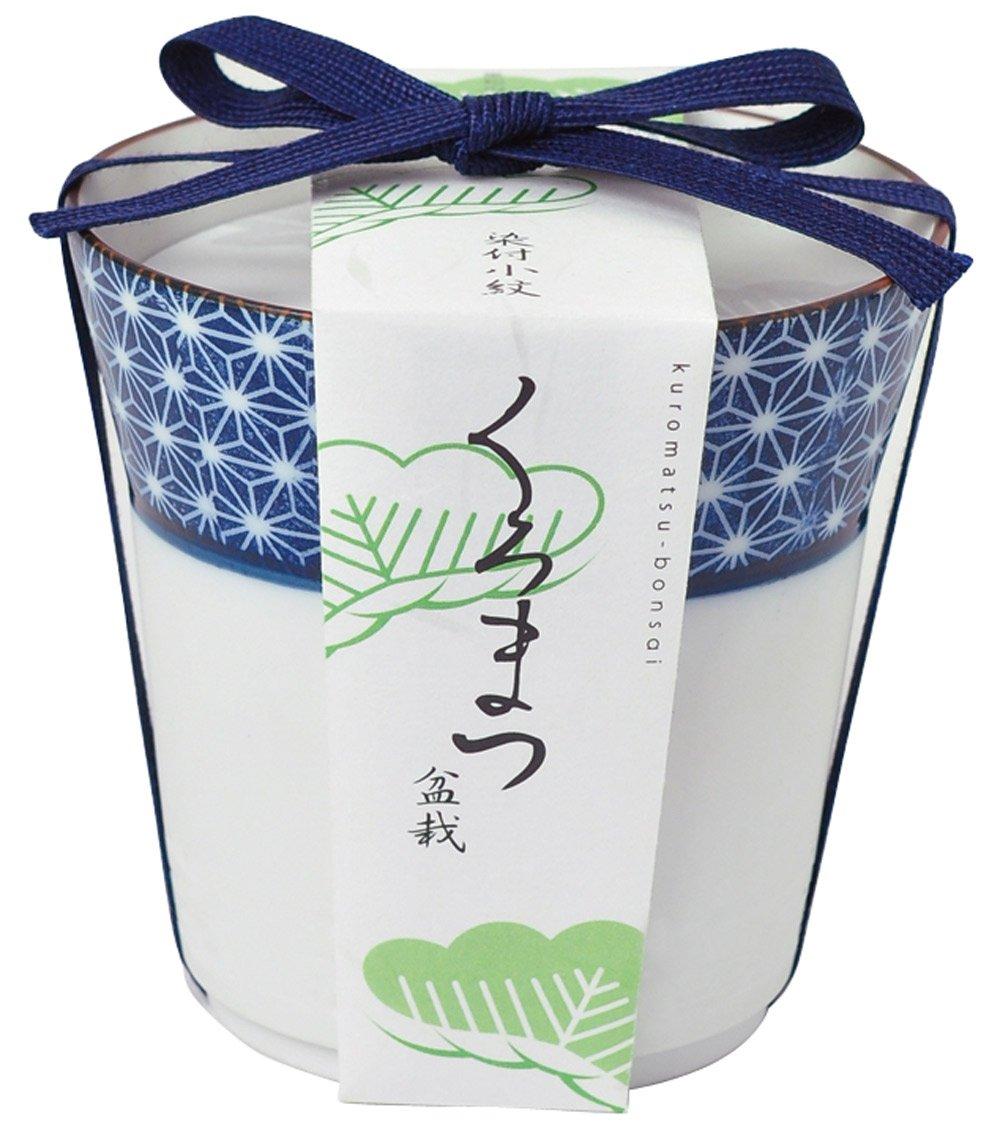 

Seishin Pottery Blue and White Small Pattern Bonsai Cultivation Set, Black Pine (GD-45201)