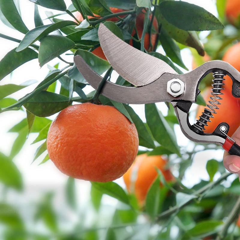 Horticultural Scissors Bird Beak Shape Branch Pruning Labor Saving Pruning Stainless Steel Picking Multifunctional Fruit Scissor