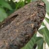 357g Yunnan Starý Puerh Zralý Čaj Tongqinghao 2008 Palácový Stařený Puerh Vařený Čajový Koláč