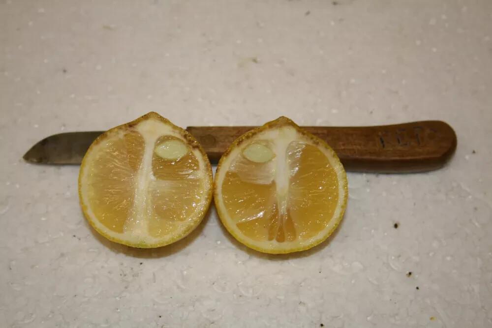 Σπόροι Citrus taiwanica (Νάνσο Πορτοκάλι Νεράντζι) - 5 φρέσκα ημίσκληρα υψηλής ποιότητας