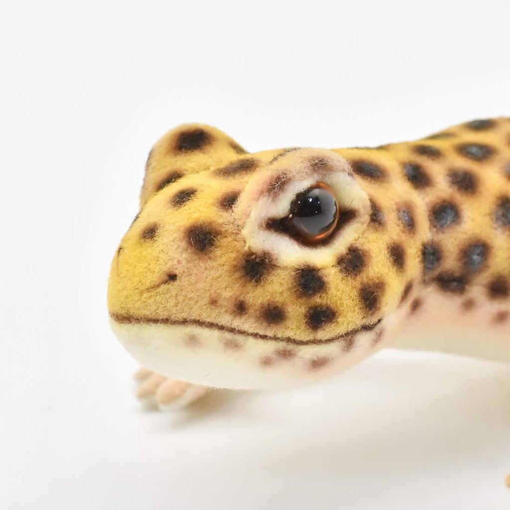 BH8140 HANSA Leopard Gecko 26