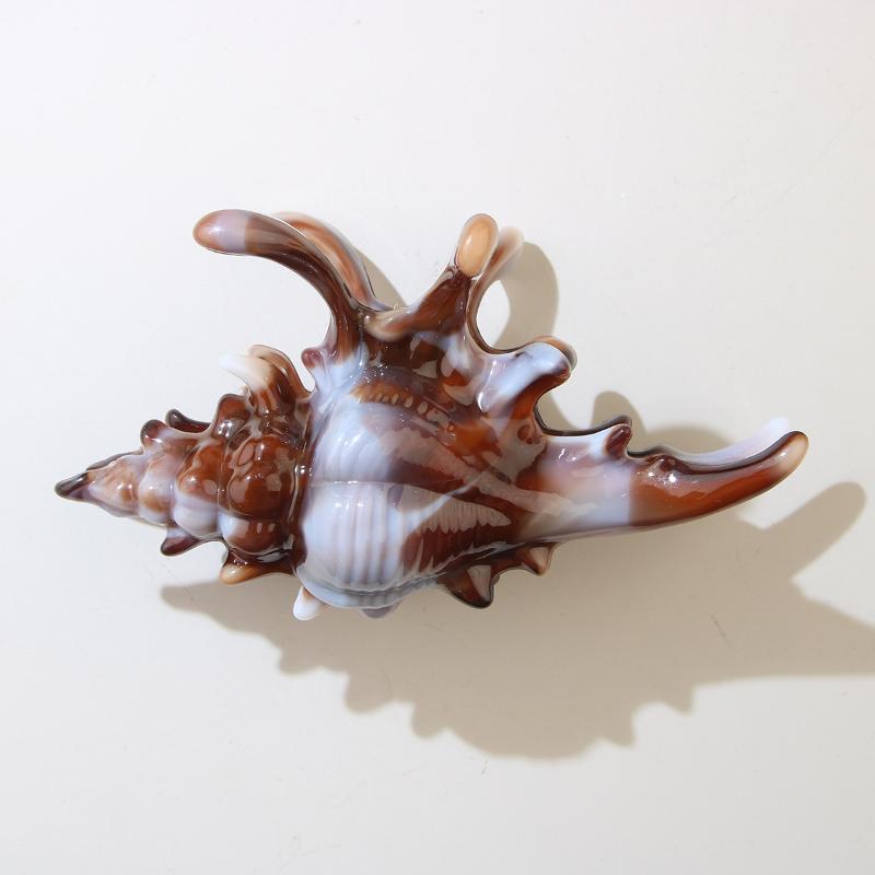 1Pcs Hair Claw Elegant Shark Clip Creative Conch Hairpin Colorful Gift For Summer Beach Headwear Hair Accessories
