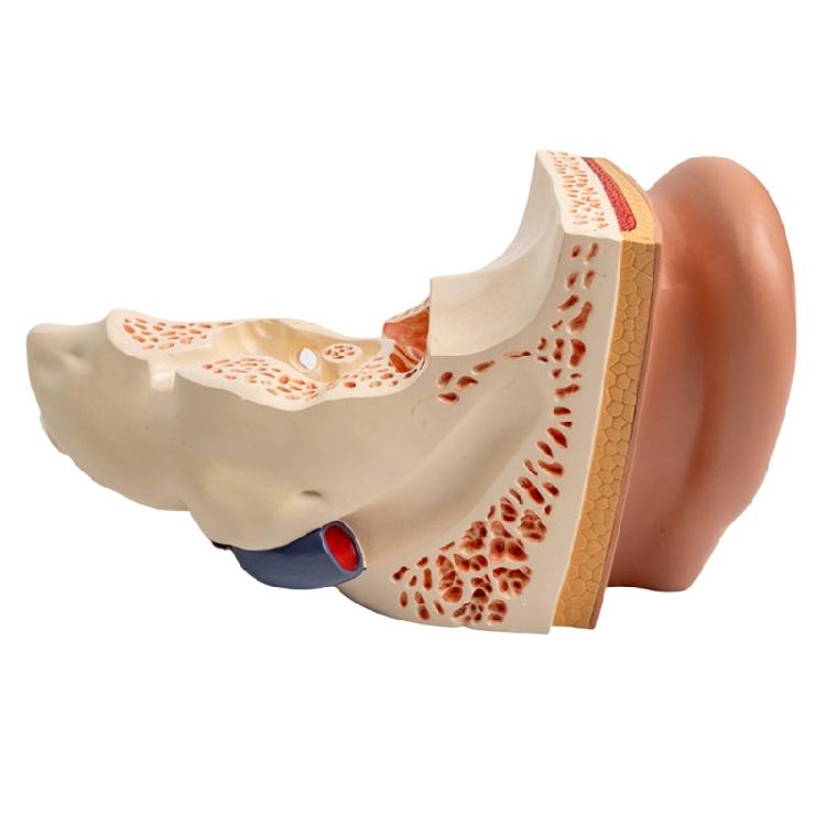 Modèle Anatomique d'Oreille Humaine Agrandie Modèle Anatomique de l'Organe Auditif Matériel Pédagogique pour Étudiant Médecin