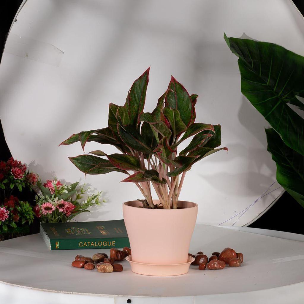 Kulaté květináče na rostliny s podmisou|Vnitřní a venkovní květináč pro dekoraci domova/kanceláře/stolu/zahrady/balkónu|5,5 palce